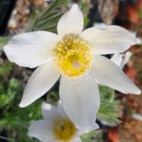 Pulsatilla vulgaris 'Alba'